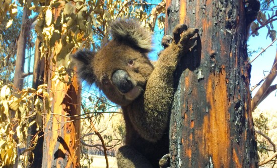 Love Nature preps After the Wildfires, a compelling look at Australia’s recovery effort after the devastating 2019 bushfires